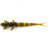 Силикон FishUP Flit 1.5" (10шт) #074 - Green Pumpkin Seed