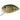 Воблер DUO Incubator Drop 75F 38mm 7.9g ACC3106