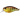 Воблер DUO Realis Crank Mid Roller 40mm 5.3g AOA3503 Komochi Gill