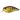 Воблер DUO Realis Crank Mid Roller 40mm 5.3g AOA3503 Komochi Gill